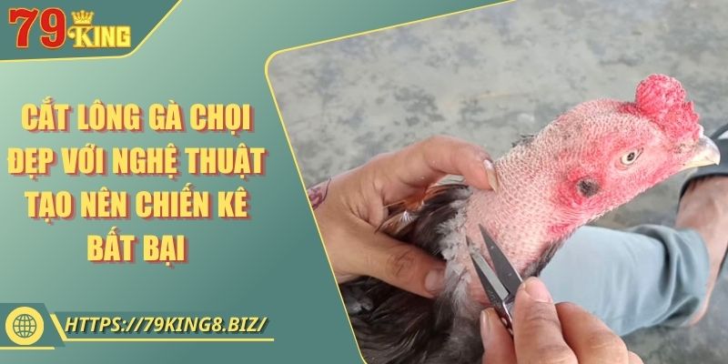 Cắt Lông Gà Chọi Đẹp Với Nghệ Thuật Tạo Nên Chiến Kê Bất Bại